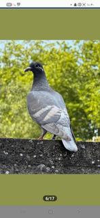 Kleurpostduiven, Dieren en Toebehoren, Vogels | Duiven