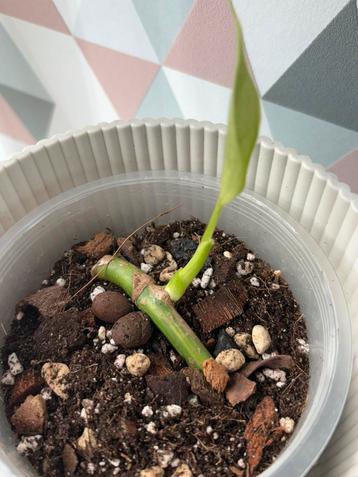Monstera Aurea wetstick beschikbaar voor biedingen