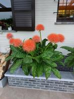 Afrikaanse bloedlelie (scadoxus multiflorus), Tuin en Terras, Ophalen, Zomer, Vaste plant, Halfschaduw