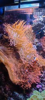 Aquarium marin Anémone, Animaux & Accessoires, Poisson de mer, Autres types