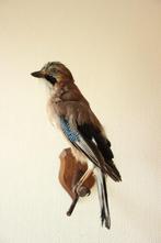 Taxidermie opgezette vlaamse gaai, Verzamelen, Dierenverzamelingen, Ophalen of Verzenden, Gebruikt, Opgezet dier
