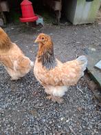 Kip te koop, Dieren en Toebehoren, Pluimvee