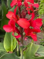 Vaste planten : Hibiscus Gojibes rietplant Lupine, Ophalen of Verzenden