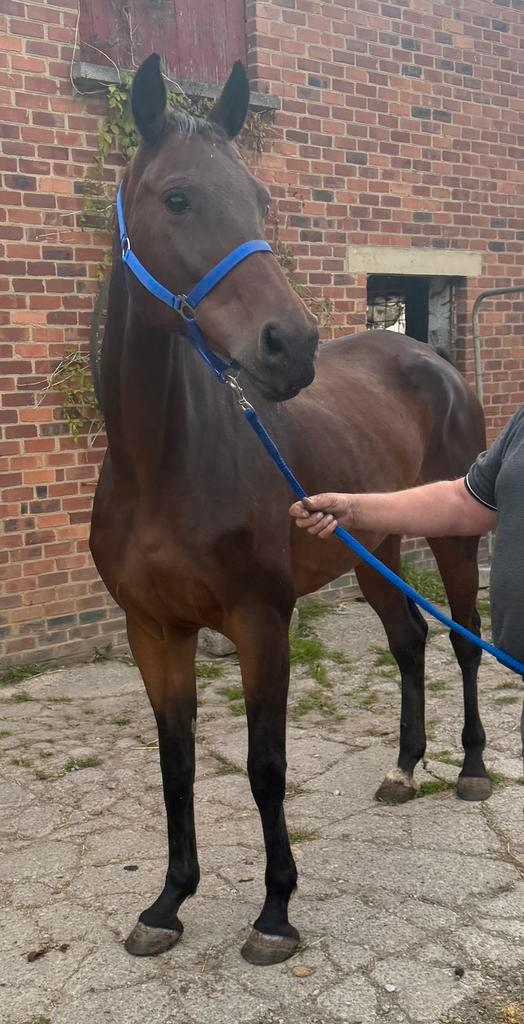 Sportmerrie, Dieren en Toebehoren, Paarden en Pony's | Zadels, Ophalen of Verzenden