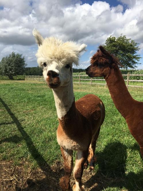 Alpaca dekhengst Baloe dekservice, Dieren en Toebehoren, Paarden en Pony's | Dekhengsten en Fokmerries