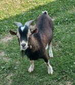 Tamme dwerggeit, Animaux & Accessoires, Moutons, Chèvres & Cochons