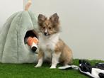 Shetland Sheepdog pups, 8 tot 15 weken, CDV (hondenziekte), Meerdere, Meerdere dieren