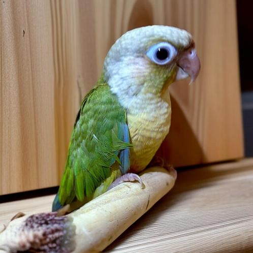 Jonge mannelijke EAM Molina's parkiet (Pyrrhura), Dieren en Toebehoren, Vogels | Parkieten en Papegaaien, Mannelijk, Tam, Geringd