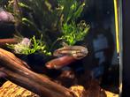 Betta macrostoma paar