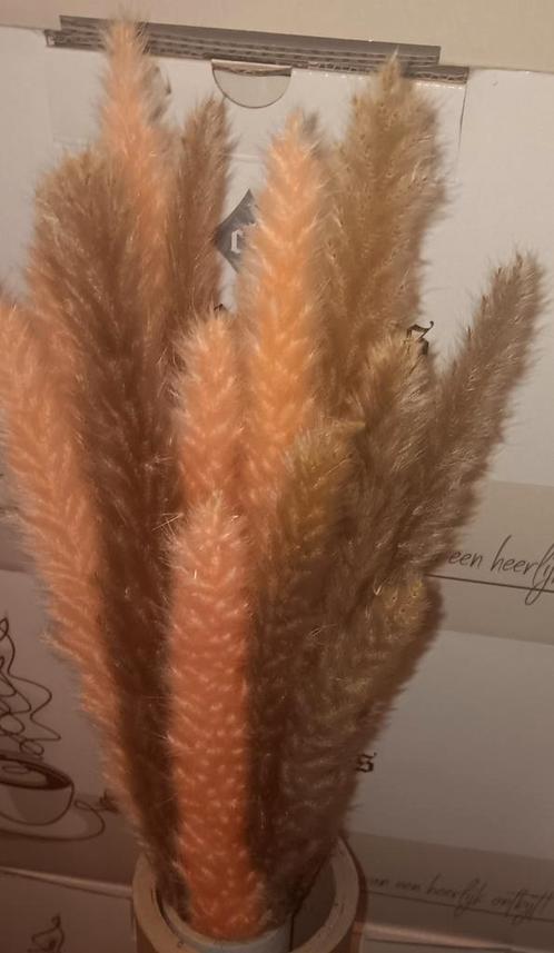 Pampasveren 2kleuren, Huis en Inrichting, Woonaccessoires | Droogbloemen, Zo goed als nieuw, Ophalen of Verzenden