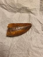 Carcharodontosaurus-tand, Ophalen of Verzenden