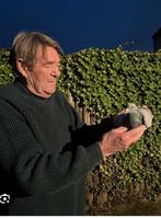 Duiven, Dieren en Toebehoren