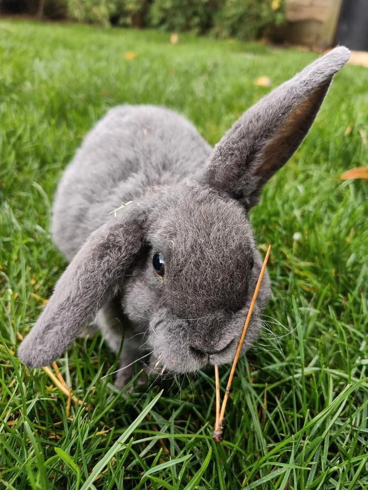 Rex Widder Hangoor Dwerg konijn, Dieren en Toebehoren, Konijnen, Klein, Mannelijk, 0 tot 2 jaar, Hangoor