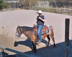 D pony, Dieren en Toebehoren, Gechipt, 3 tot 6 jaar, Westernpony, D pony (1.37m tot 1.48m)