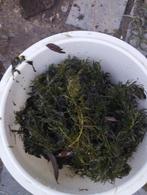 Zuurstof planten, Dieren en Toebehoren, Ophalen, Gebruikt, Overige typen