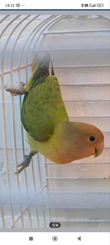 Laatste 2 Dwergpapegaaien agapornis roseicollis lovebird  beschikbaar voor biedingen