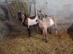 Geiten te koop, Dieren en Toebehoren, Schapen, Geiten en Varkens