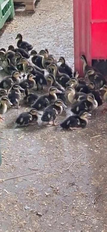 Canards de Rouen - Canards de Rouaan