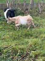 Bouc nain, Mâle, Chèvre, 0 à 2 ans