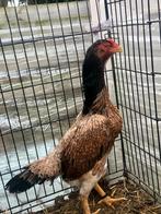 Shamo hen, Dieren en Toebehoren, Pluimvee, Kip