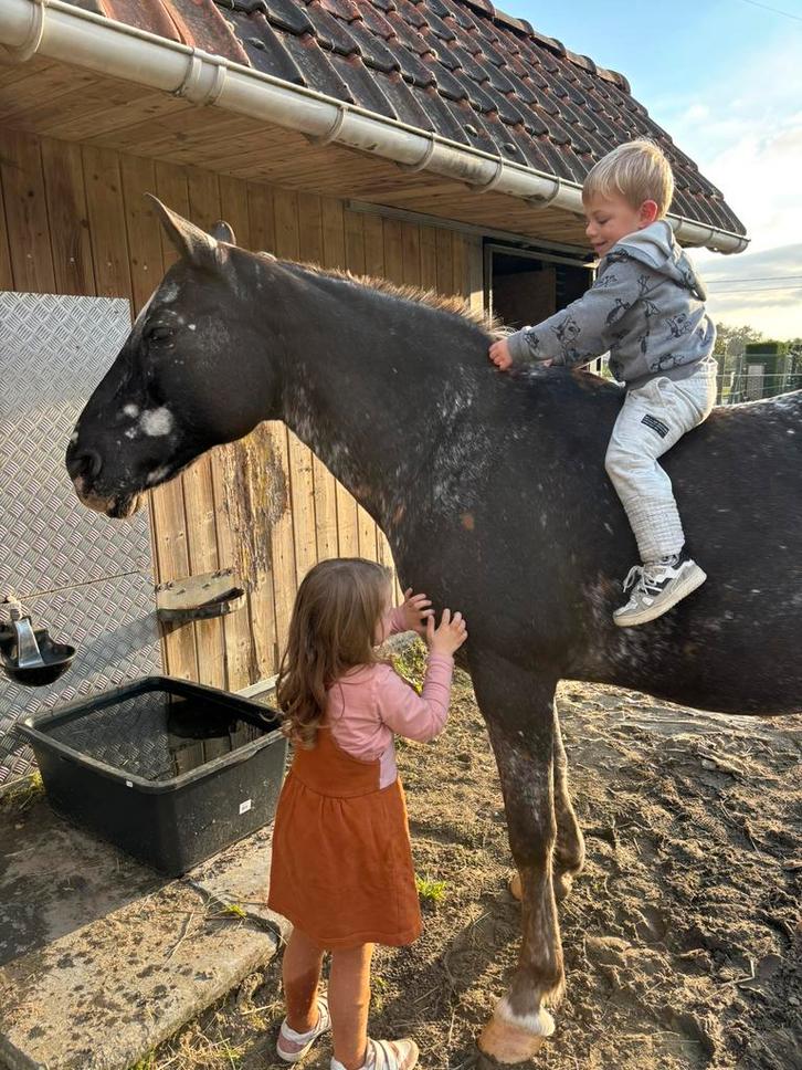 Ideaal gezinspaard, Dieren en Toebehoren, Paarden, Merrie, Niet van toepassing, Minder dan 160 cm, 11 jaar of ouder, Recreatiepaard