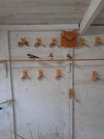 mannnen, Dieren en Toebehoren, Vogels | Overige Vogels, Mannelijk, Tropenvogel, Tam