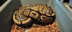 ball python clown project 2.2, Dieren en Toebehoren, Slang, Tam, 3 tot 6 jaar