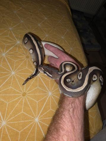 Mooie blackhead mojave koningspython man beschikbaar voor biedingen