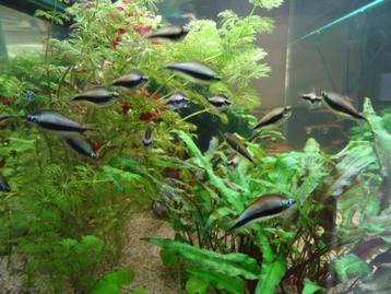 Nematobrycon palmeri - Tetra empereur beschikbaar voor biedingen