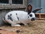 Blauw Lotharinger (Reuzevlinders) Voedster, Dieren en Toebehoren, Konijnen, Vrouwelijk, Groot, 0 tot 2 jaar