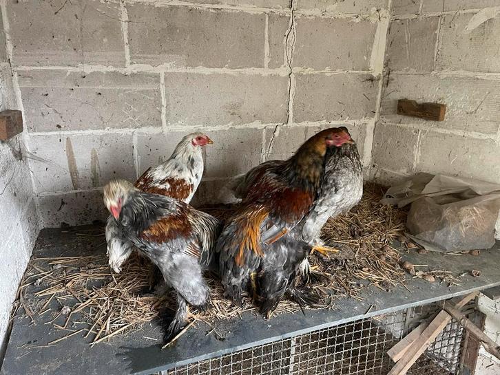 Brahma hanen, Dieren en Toebehoren, Pluimvee