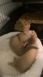 Twee halve angora fretten met toebehoren (gesteriliseerd), Dieren en Toebehoren, Ophalen, Zo goed als nieuw, Overige typen