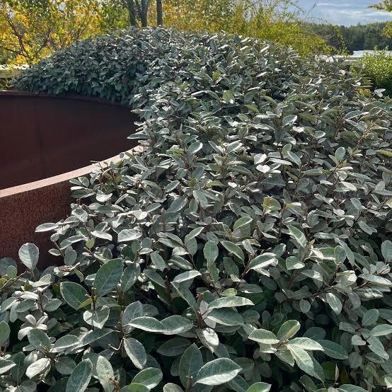 Elaeagnus ebbingei "Compacta", Tuin en Terras, Planten | Struiken en Hagen, Ophalen