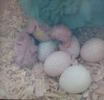 Forpus Coelestis te reserveren. ZIE OMSCHRIJVING, Dieren en Toebehoren