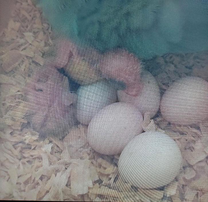 Forpus Coelestis te reserveren. ZIE OMSCHRIJVING, Dieren en Toebehoren, Vogels | Parkieten en Papegaaien