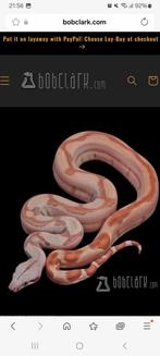 Gezocht Boa man max 1 jaar, Dieren en Toebehoren, Reptielen en Amfibieën