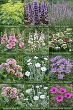 assortiment vaste planten, Tuin en Terras, Ophalen, Vaste plant, Overige soorten