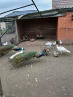 2 pauwen, Plusieurs animaux, Autres espèces