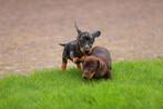 Dwerg teckel pups met stamboom, CDV (hondenziekte), Meerdere, 8 tot 15 weken, Meerdere dieren