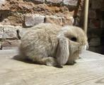 Minilop nestje (transport mogelijk), Dieren en Toebehoren, Konijnen, Meerdere dieren, Dwerg, Hangoor, 0 tot 2 jaar