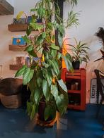 Philodendron 2M avec pots et soucoupe, Huis en Inrichting, Kamerplanten, Ophalen, Overige soorten, Halfschaduw, In pot