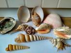 SCHELPEN LOT, Ophalen of Verzenden, Schelp(en)
