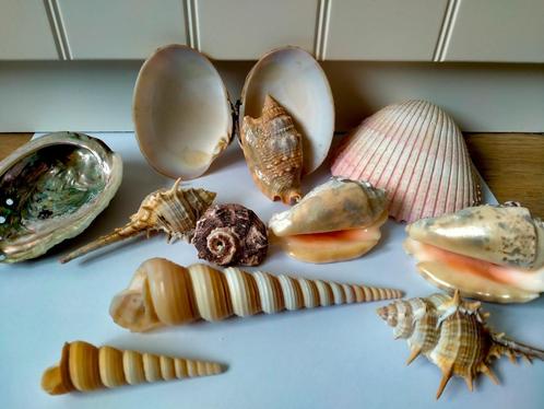 SCHELPEN LOT, Collections, Minéraux & Fossiles, Coquillage(s), Enlèvement ou Envoi