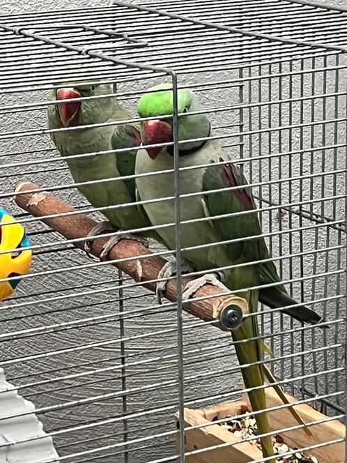 Te koop: Koppel Alexander parkieten, Dieren en Toebehoren, Vogels | Parkieten en Papegaaien, Papegaai, Meerdere dieren, Geringd