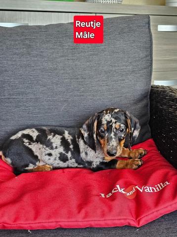 mooie korthaar teckel pups beschikbaar voor biedingen
