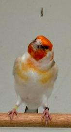 Putters, Dieren en Toebehoren, Vogels | Overige Vogels, Mannelijk, Wildzangvogel, Geringd