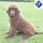 Newfoundlander reuen - pups te koop, Dieren en Toebehoren, CDV (hondenziekte), Meerdere, Buitenland, Reu