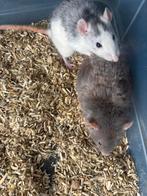 Heel veel ratten en muizen voor de verkoop ivm stoppen hobby, Dieren en Toebehoren, Januari, Meerdere dieren, Muis