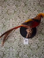 opgezette dieren, Dieren en Toebehoren