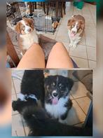 Tri-choc en tricolor Australische herder pups op boerderij, Dieren en Toebehoren, Honden | Herdershonden en Veedrijvers, België